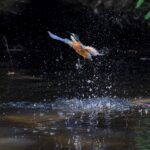 bird-kingfisher-flying-bird-8063417